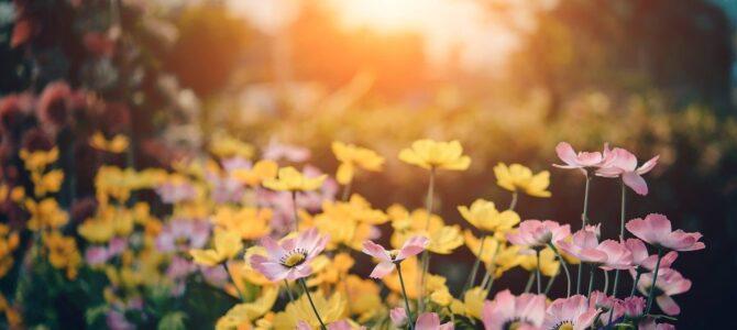 Kleine tuin inrichten: Bepaal wat voor soort tuin jij wilt