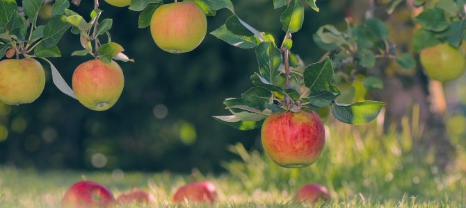 Beste Soorten Fruitbomen Voor Je Tuin: Een Gids