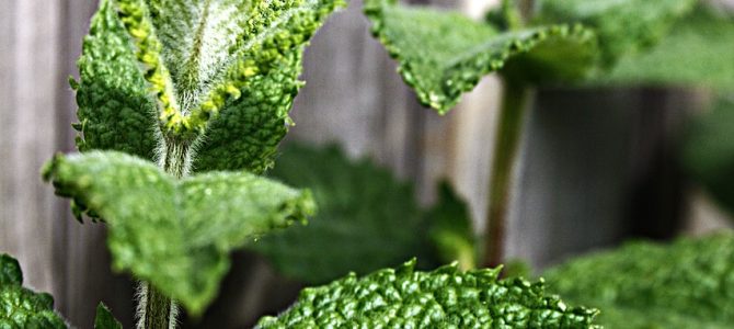 Effectieve Tuinplanten voor een Insectenvrij Buitenleven