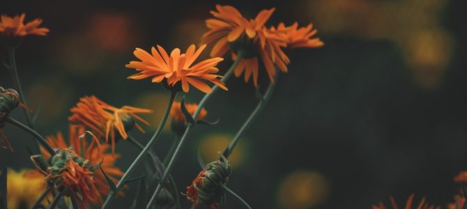 Kruidige Munt als Natuurlijke Insectenafweer in je Buitenruimte