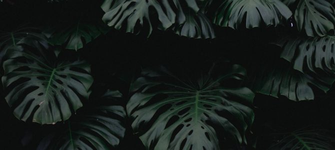 Tips voor het gebruiken van botanische prints in een stadsappartement