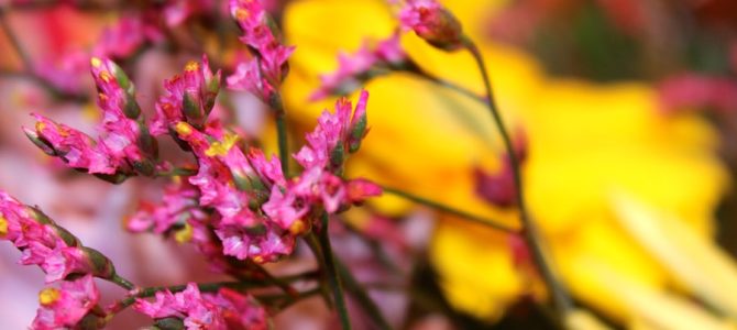 Planten en bloemen die passen bij elk seizoen