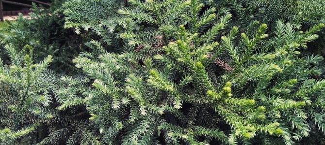 De voordelen van groenblijvende beplanting in je tuin