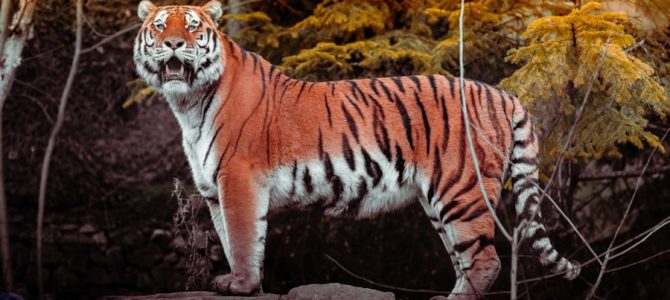 Waarom een afbeelding van dieren op acrylglas altijd een echte eyecatcher is