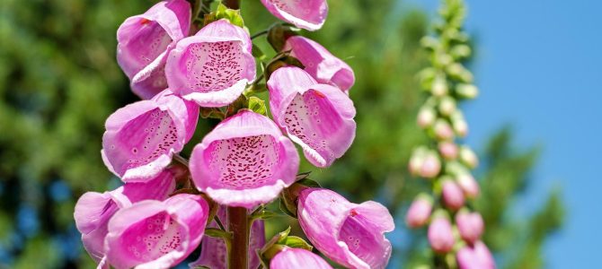 Biophilic design: plantenwanden voor kleine woningen