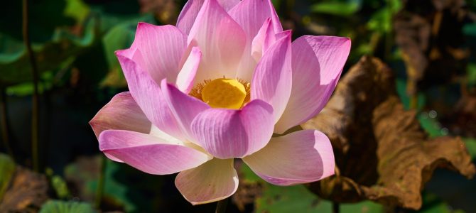 Tropische tuininspiratie voor de lentemaanden