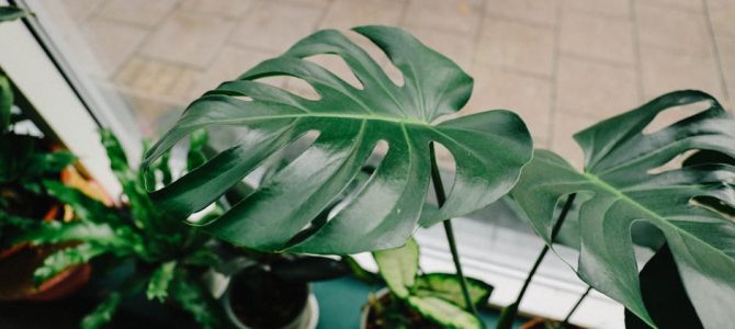 Exotische planten als blikvangers in de woonkamer: tips en tricks