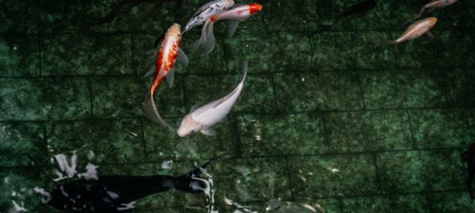 Rustgevende zwembeddingen: feng shui principes in je tuin