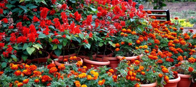Weg met de hitte: de beste verkoelende planten voor de zomer