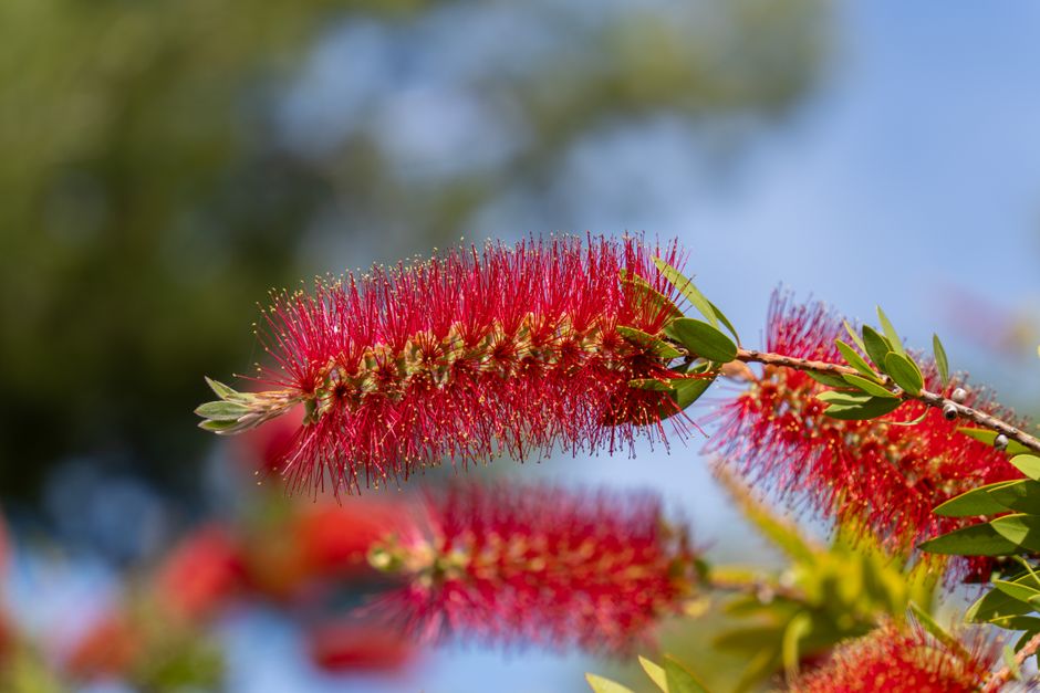Inheemse planten in bloei in juli.