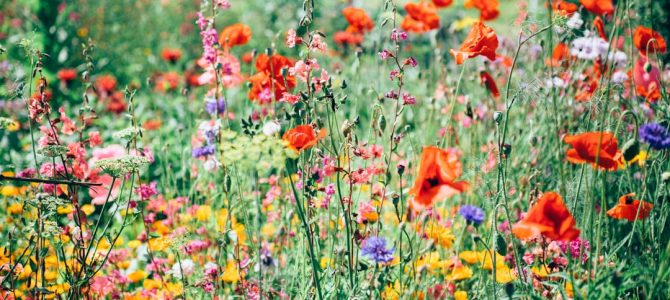 Hoe je een inheemse plantentuin aanlegt voor juli