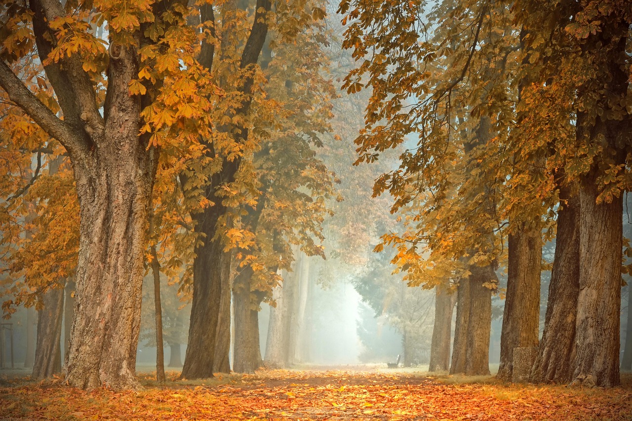 Decoratieve herfstdoeken omgeven rustige buitenruimte.