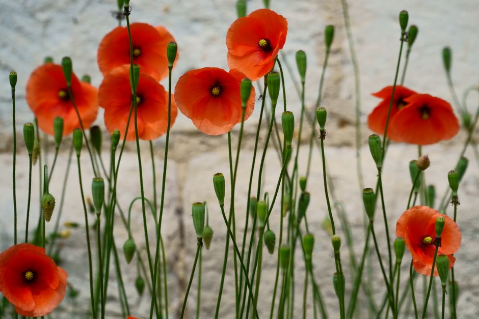 Klaproos kunstwerk, kleurrijke bloemen op canvas. Klaproos kunstwerk, kleurrijke bloemen op canvas.
